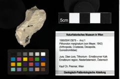 Foto (Objekt + Etiketten) von Pithonoton marginatum (von Meyer, 1842) 